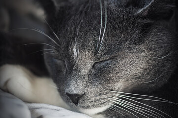 A close-up portrait of a cute, lazy, grey house cat, who is fast asleep.