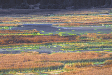Oregon, USA- Colorful Marshlands in Klamath Falls