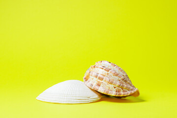 Seashells on a yellow background. Two seashells lie in the middle of the image. Marine concept.