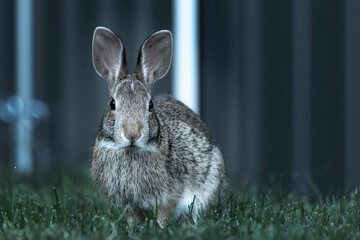 bunny with long ears