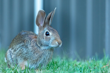 bunny on grass
