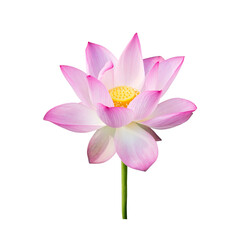 lotus on isolated white background.