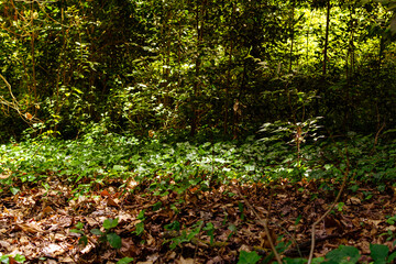 bosque otoñal con arboles y hojas secas en Italia