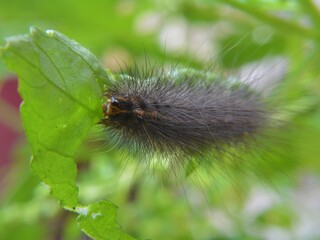 Garden Tiger Caterpillar eating a leaf in Portsmouth UK July