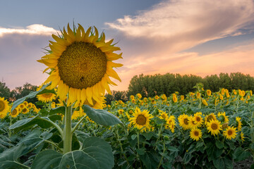 flowers and sunflower field at the end of the day in Provence
