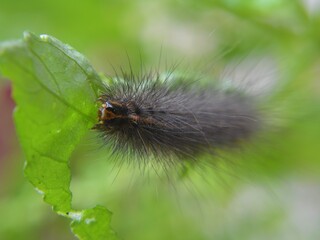 Garden Tiger on a leaf