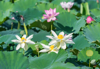 white lotus flower in pond