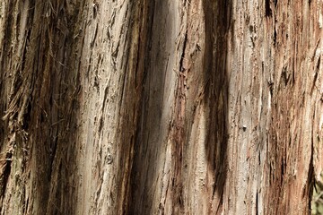 old wood texture