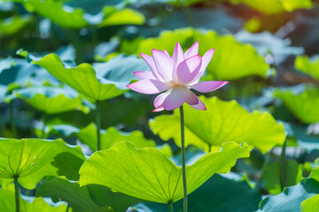 Beauty pink lotus or water lily is in closeup in garden pond