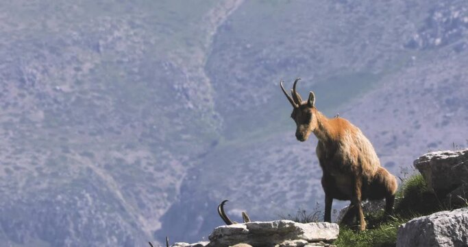 Wild chamois on top of the mountain. Rupicapra pyrenaica ornata