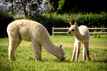 Cute alpaca babies eating grass © Marta