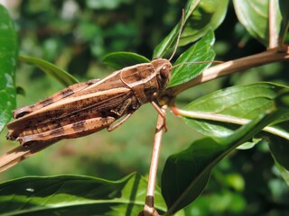 grasshopper on a leaf