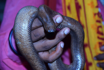 A man showing a Red Sand Boa snake  sitting on his hand. These are non poisonous snake popularly known as two-headed snake.