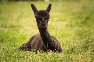 Cute black alpaca baby sitting on the grass