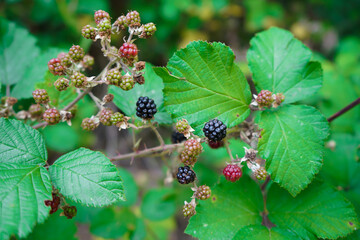 wild blackberry rubus ulmifolius 