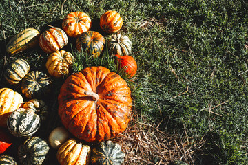 Colorful pumpkins and squashes in different varieties. Background