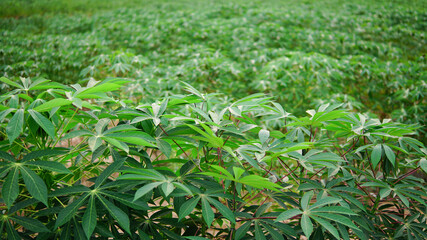 green grass in the wind
