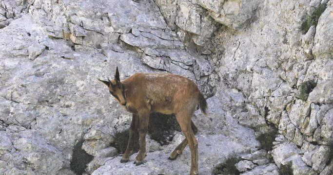 Wild chamois on top of the mountain. Rupicapra pyrenaica ornata