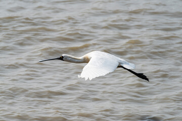 Black-faced Spoonbill at waterland in shenzhen,china.