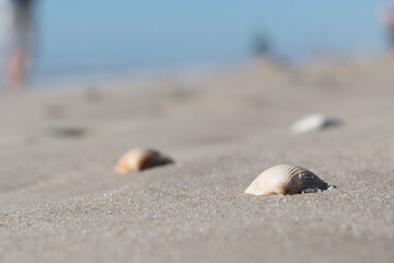 shell