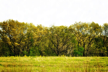 Summer Tree line