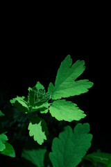 bright illuminated leaves on a dark isolated background