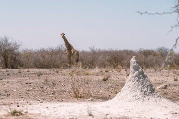 giraffe in desert