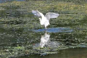aigrette garzette