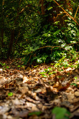 bosque otoñal con arboles y hojas secas en Italia
