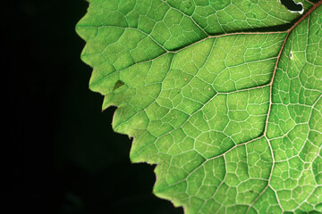 leaf in macro on a black isolated background