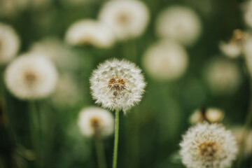 Beautiful fluffy dandelions in the open air on a blurred background, flowering dandelion