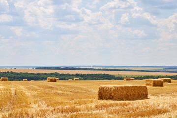 straw hay bales on a field. blue sky background with fluffy clouds. rural landscape. harvesting concept.