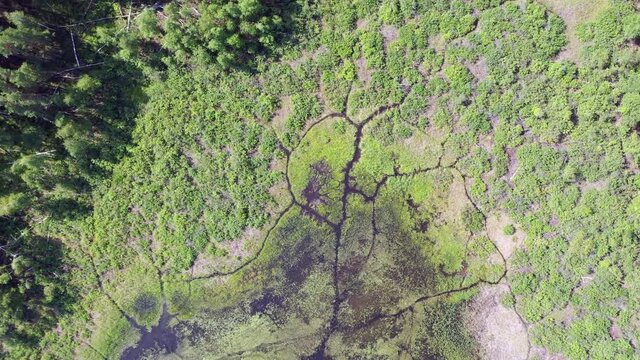 Aerial video of forest boggy lake in the Karakansky pine forest near the shore of the Ob reservoir.