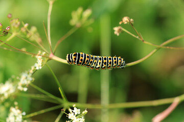 Raupe des Schwalbenschwanz