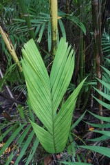 Obraz premium green fern leaves