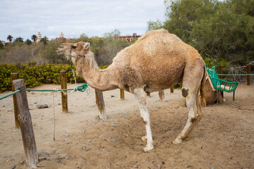 Camel 