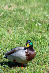 canard colvert