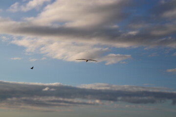 seagull in the sky