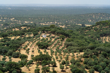 Obraz premium Alentejo landscape with quercus suber trees