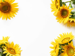 Flat lay of yellow sunflower flowers on a white background isolated. Top view. Nature, spring and summer concept