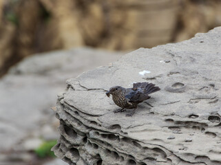 A female blue stone thrush sitting on the edge of a cliff by the sea.
