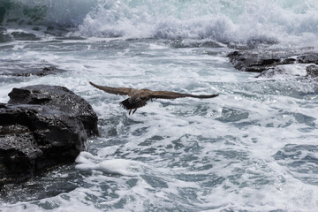 Fototapeta premium A seagull hunting over the sea in the stormy waves of the surf near the shore.