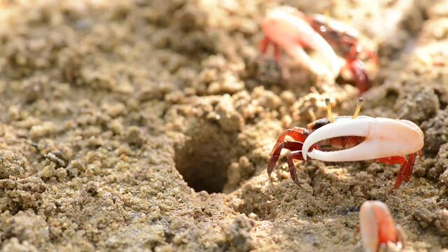 Fiddler Crab walking in mangrove forest at Phuket beach Thailand