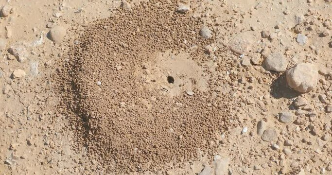 Slow moving up over the black ants colony who is builds his new anthill in the desert after rain