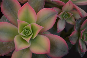 Roseta Suculenta