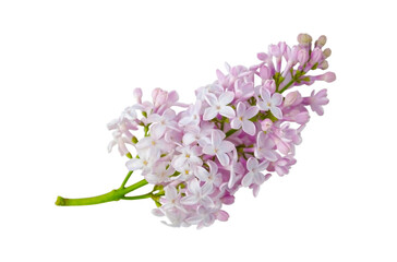 Sprig of blooming lilac isolated on a white background without a shadow. Item for greeting card, packaging, cosmetics.