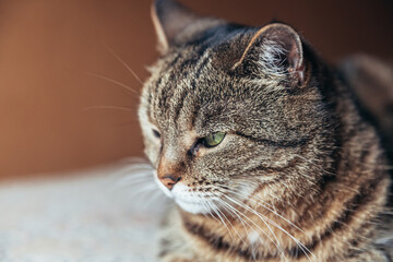 Funny portrait arrogant short-haired domestic tabby cat relaxing at home. Little kitten lovely...