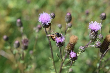 Wespe auf lila Distelblüte