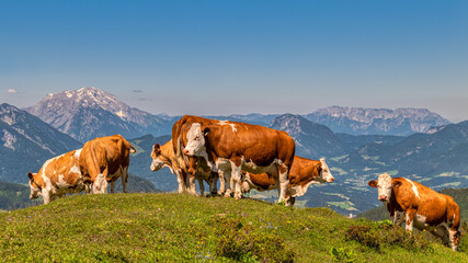 Fototapeta na wymiar Kühe auf einer Alm im Gebirge