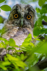 Long-eared owl staring among the leaves